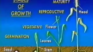 Growing Wheat Traditionally