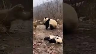 Driven by instinct, they fiercely protect their offspring.