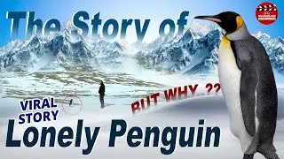The story of Lonely penguin..| viral penguin story full video | People Media Entertainments