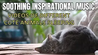 IF YOU WANTTO RELAX AND SMILE...WATCH THIS - CUTE ANIMALS SLEEPING - SOOTHING INSPIRATIONAL MUSIC
