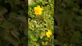 Indian mallow #indianmallow