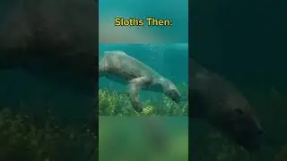 Ground Sloths. #shorts  #extinct #sloth