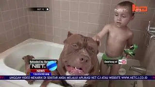 Fakta Anjing Pitbull - NET12