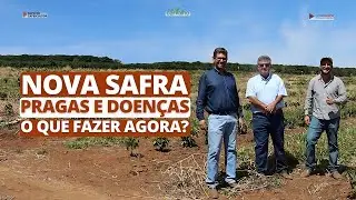 Nova Safra. Pragas e doen&ccedil;as, o que fazer agora?