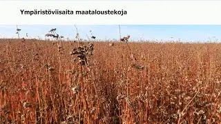Ymp&auml;rist&ouml;viisaita maataloustekoja: tattarin viljely
