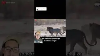 Honeybadger vs Kangaroo pt.2