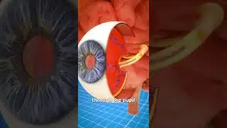 UNDERSTANDING THE MAGIC BEHIND OUR VISION: HOW THE HUMAN EYE WORKS.