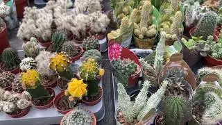 видео 2, МОРЕ КОМНАТНЫХ РАСТЕНИ В МАГАЗИНЕ  Pflanzen-K&ouml;lle Gartencenter GmbH & Co. KG Heilbronn