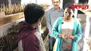 काय सांगता? केशर शेती आणि ती ही नाशिकमध्ये? | Saffron Farming in Nashik |