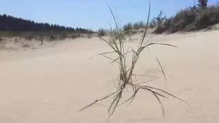 Dune Ecology of the Oregon Coast