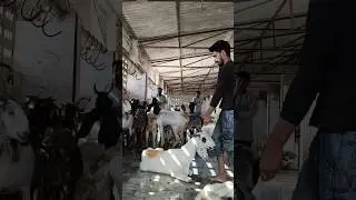 😱🐐 Goat Slaughter House Ka Asal Scene! Shocked Moment #shorts #viral #trending