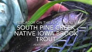 South Pine Creek Native Iowa Brook Trout