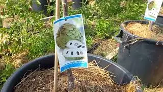 Un tour d'horizon de mes arbres fruitiers