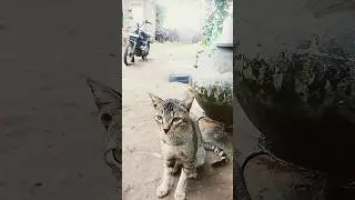 angry male cat sound. #angry #cat  #malecat #sound