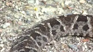 Bothrops asper Video 04 (Fer-de-lance or Common lancehead - Barba amarilla)