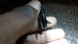 fall field cricket male