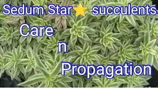 Variegated Sedum Grass plant care n propagation/ How to grow Sedum Grass succulents