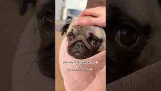 Rating the SOUNDS my PUGS make 🐶✨ #pug #dog #funny