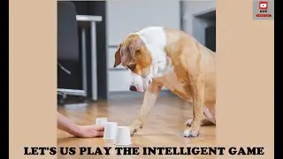 Game with intelligent Dog #shorts #viral #animals #youtubeshorts #video #dog #intelligent #games