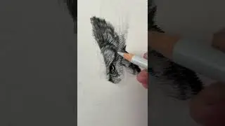 Cute Chinchilla in Polychromos coloured pencils.