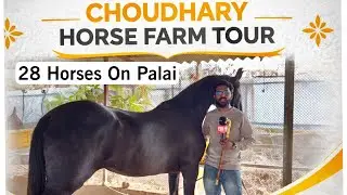 Choudhary Horse Farm Tour (Padgha) - Mumbai&rsquo;s Biggest Horse Palai Farm