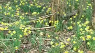 Dymock Daffodils