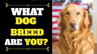 What Dog Breed Are You? (Personality Test)