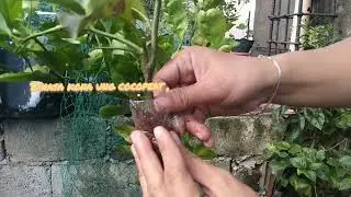 how to Air Layering Lemon tree | How to plant Lemon tree from cuttings | How to marcot Lemon tree