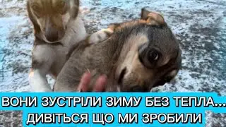 ТЕПЛО ДЛЯ КОЖНОГО ХВОСТИКА🐾 Як ми рятуємо від смерті безпритульних собачок та утеплюємо будочки 🐶