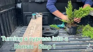 Lemon Cypress Bonsai Step 1