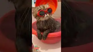 Meow Meow Cute #2  2022 | Cute Animal Universe #cuteanimalsunverise