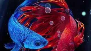 Koi Fish Symbolism