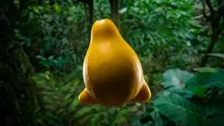 Thekkady most expensive spice and nuts (part -1) | herbal plants | Kerala spices | spice garden