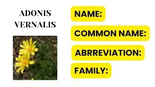Adonis vernalis #bhms #homeopathystudents #homoeopathy #doctor #homeopathystudentshomoeopathyindia 