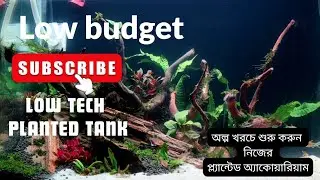 সেরা ৫টি সহজ Planted Tank গাছ (CO2 ছাড়া) / Best Low-Maintenance Plants for Beginners
