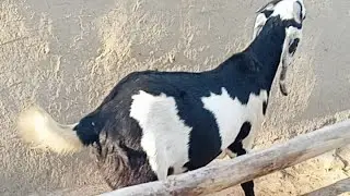 Malik goats and cattle farm  is live! #shorts #village #pet