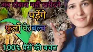 🌸 अब हर साल फूलों के बल्ब खरीदने की ज़रूरत नहीं | बल्ब स्टोर करने की मास्टर तकनीक 🌸