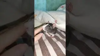 Gently about rats