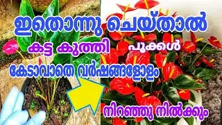 ചെറിയ ചെടിയിലും പൂക്കൾ നിറഞ്ഞു നിൽക്കും | ANTHURIUM PLANT TIPS MALYALAM