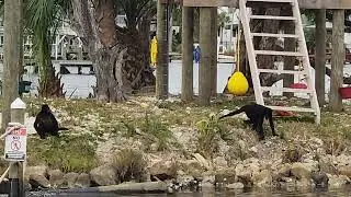 Monkey Island, Florida Spider Monkeys