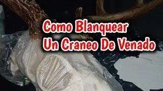 Limpieza de craneo de venado #caza