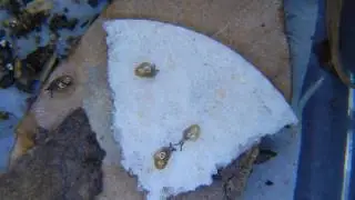 Cochlicopa morseana (Doherty, 1878) Appalachian Pillar Snail