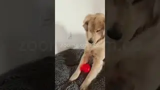 The Smart Interactive Dog Toy Ball &ndash; Endless Fun & Mental Stimulation! #happypup #pets #pettoy