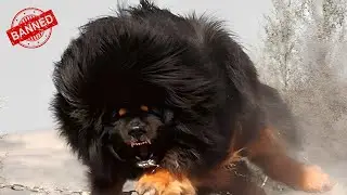 10 Most Dangerous And illegal Dogs In The World