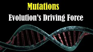 How DNA Mutations Drive Evolution