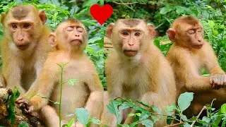 ​ Perfect King Monkey Rojo, Now he is sitting with Jimmy Monkey warmly.