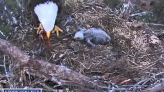 Berry College Eagles March 11, 2014  Just pretend it is Spaghetti