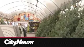 Calgary business gives away free Christmas trees to those in need