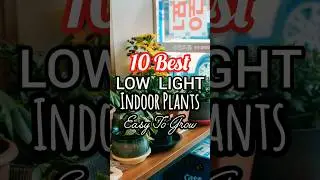 Easy to grow low light indoor plants | Beginner friendly indoor plants #indoorplant #shorts