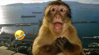 TRY NOT TO LAUGH 😆 Best Funny Videos Complitation 😁😂 Memes PART 2
